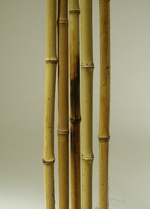 Tea Bamboo - Long - Natural - 5pcs - 80"