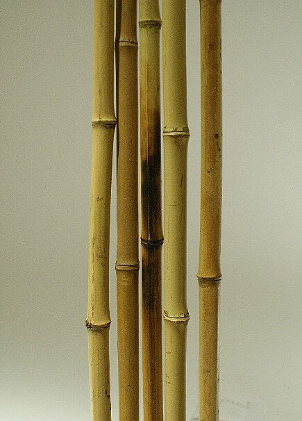 Tea Bamboo - Long - Natural - 5pcs - 80